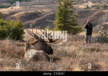 Man fotografiert einen ruhenden Elchbullen bei Powerline Pass Bereich, Anchorage, Yunan Alaska, Herbst Stockfoto