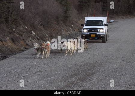 Ein Team von Schlittenhunde sind bis vor einen Pickup-Truck für ihre tägliche Übung im Denali-Nationalpark, Alaska laufen hitched Stockfoto