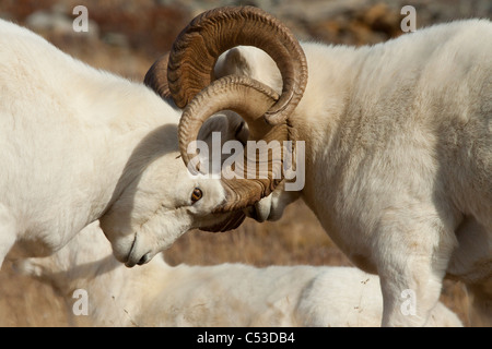 Zwei Dallschafe Rams sperren Hörner während des Kampfes um die Vorherrschaft in der Herbst-Brunft im Denali National Park, Alaska Interior Stockfoto