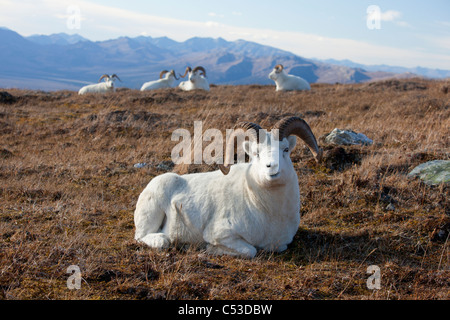 Eine Bande von Dallschafe Rams liegen und Ruhe in einer hohen Bergwiese, Denali Nationalpark und Reservat, Alaska Interior, Herbst Stockfoto