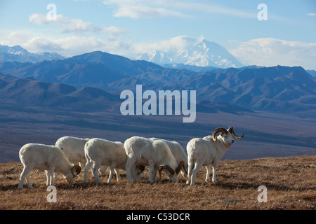 Band Dallschafe RAM stehen und grasen auf einer hohen Bergwiese mit Mt. McKinley im Hintergrund, Alaska Interior Stockfoto