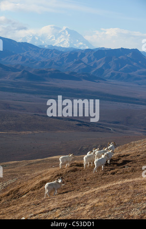 Band Dallschafe RAM stehen und grasen auf einer hohen Bergwiese mit Mt. McKinley im Hintergrund, Alaska Interior Stockfoto