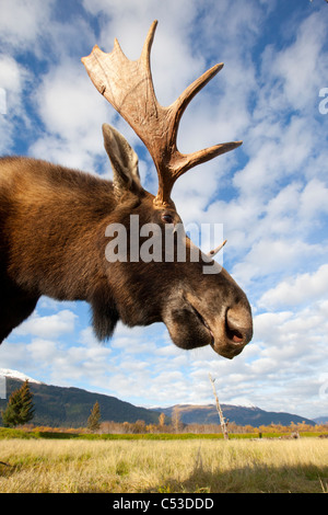 Ein Low-Winkel-Foto von einem Stier Elch Kopf und Nacken getroffen, Alaska Wildlife Conservation Center, Alaska, Herbst. IN GEFANGENSCHAFT Stockfoto