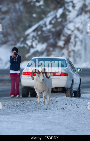 Frau nicht mehr über den Seward Highway, einen Widder Dallschafe entlang der Straße zu fotografieren, Turnagain Arm, Yunan Alaska, Winter Stockfoto