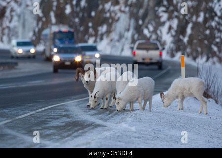 Dall Schafe Ram bewacht seinen Harem, wie sie auf dem Seward Highway mit Gegenverkehr im Hintergrund, Alaska grasen Stockfoto