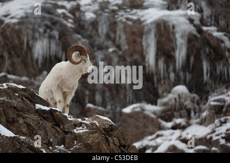 Dall Schafe Ram steht auf einer felsigen Klippe mit Eiszapfen über Seward Highway, Chugach Mountains, Turnagain Arm, Alaska Stockfoto