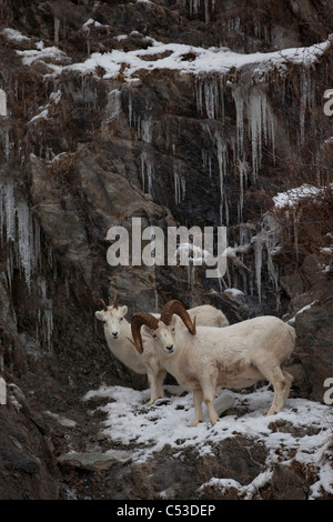 Dall Schafe Ram und Ewe Stand auf einem Felsvorsprung vor einen Eiszapfen bedeckt Klippe, Chugach Mountains, Yunan Alaska, Spätherbst Stockfoto