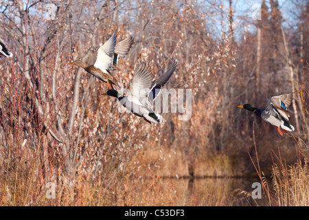 Zwei Drake und eine Henne Mallard Enten Spülen aus einem Teich in Anchorage, Alaska Yunan, Herbst Stockfoto