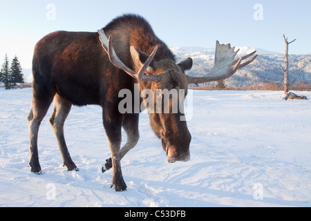 Erwachsene Elchbullen zu Fuß auf schneebedeckter Boden, Alaska Wildlife Conservation Center, Yunan Alaska, Winter. IN GEFANGENSCHAFT Stockfoto