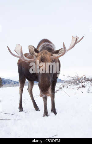 Erwachsenen Stier Elch stehend auf schneebedeckter Boden, Alaska Wildlife Conservation Center, Yunan Alaska, Winter. IN GEFANGENSCHAFT Stockfoto