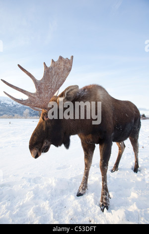 Erwachsenen Stier Elch stehend auf schneebedeckter Boden, Alaska Wildlife Conservation Center, Yunan Alaska, Winter. IN GEFANGENSCHAFT Stockfoto