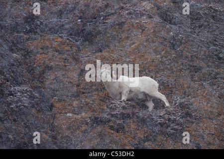 Dall Schafe Ram geht entlang einer Felswand während eines Schneesturms in der Nähe von Windy Point aus Seward Highway, Yunan Alaska, Herbst Stockfoto
