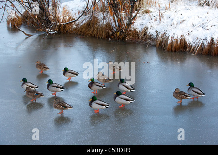 Eine Herde von Stockenten Fuß auf einem vereisten Teich in Anchorage, Alaska Yunan, Herbst Stockfoto