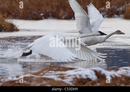 Ein Erwachsener und Jugendlicher Trompeter Schwan ausziehen aus einem Teich in der Nähe von Girdwood, Alaska Yunan, Herbst Stockfoto