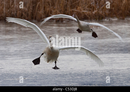 Zwei Tundra Schwäne fliegen über einen Teich in der Nähe von Portage, Yunan Alaska, Herbst Stockfoto