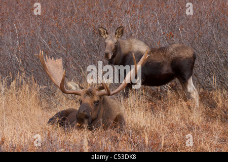 Einen großen Elchbullen legt in den Rasen, während ein Elch Kuh im Hintergrund, Hang Anchorage, Alaska steht Stockfoto