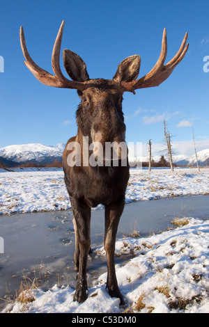 Eine Weitwinkelansicht von einem Stier Elch auf dünnen Schnee an der Widllife Conservation Center, Alaska Alaska. IN GEFANGENSCHAFT Stockfoto