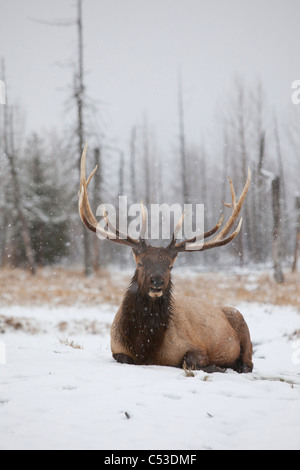 Ein Rocky Mountain Elk legt im Schnee während einer Flut an der Alaska Widlife Conservation Center, Alaska. IN GEFANGENSCHAFT Stockfoto