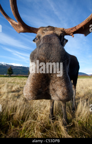 Ein close-up im Weitwinkel einen Elchbullen in Alaska Widllife Conservation Center, Yunan Alaska, Herbst. IN GEFANGENSCHAFT Stockfoto