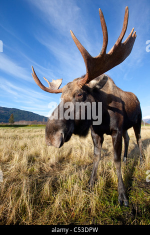 Ein close-up im Weitwinkel einen Elchbullen in Alaska Widllife Conservation Center, Yunan Alaska, Herbst. IN GEFANGENSCHAFT Stockfoto