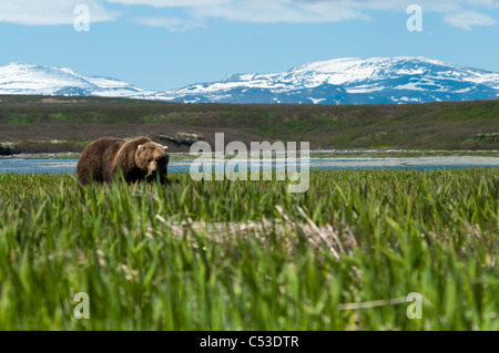 Braunbär ernähren sich von Segge Rasen am McNeil River State Game Sanctuary, Südwest-Alaska, Sommer Stockfoto