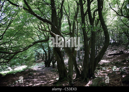 Ancient beech woodland around Blaenavon, South Wales. Stockfoto