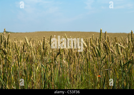 Weizen-Reifen in einem Feld in Essex Triticum aestivum Stockfoto