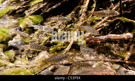 Unterwasser-Blick von Chinook Lachs Braten Aufzucht in Bernard Creek, Alaska Stockfoto