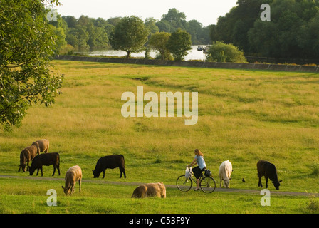 Petersham Meadows, Richmond. Surrey Greater London Vieh Weiden. Frau auf ihrem Tretrad radelt durch die Petershamwiese. National Trust Land 2010s UK 2011 HOMER SYKES Stockfoto