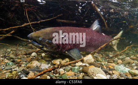 Unterwasser-Blick von Laich weibliche Chinook Lachs in Bernard Creek, einem Nebenfluss des Tonsina River, Alaska Stockfoto