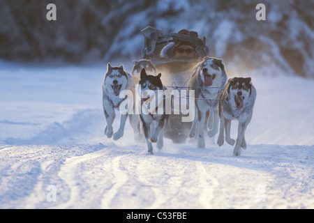 Siberian Huskies Rennen in Lake Memorial Race Tozier Track, Anchorage, Alaska Yunan, Winter Stockfoto