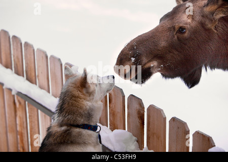 Siberian Husky und ein Elch Kalb Nase an Nase über einen Lattenzaun, Wasilla, Yunan Alaska, Winter Stockfoto