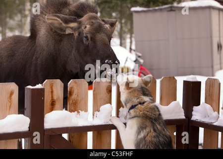 Siberian Husky und ein Elch Kalb Nase an Nase über einen Lattenzaun, Wasilla, Yunan Alaska, Winter Stockfoto