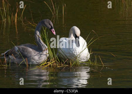 Trompeter Schwan und Cygnet schweben Sie entlang Turnagain Arm, Yunan Alaska, Herbst Stockfoto