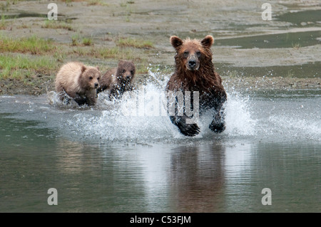 Braunbär Sau jagt Lachse beobachten ihre jungen vom Strand, Chinitna Bay, Lake Clark National Park, Südwest-Alaska Stockfoto
