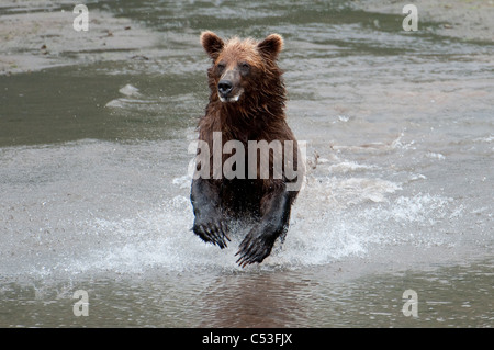 Brauner Bär jagt Fische an einem Strand in Chinitna Bay, Lake-Clark-Nationalpark, Yunan Alaska, Sommer Stockfoto