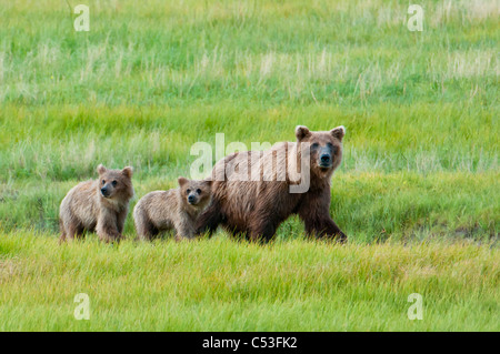 Braunbär Sau geht mit ihren jungen in einer Wiese, Chinitna Bay, Lake-Clark-Nationalpark, Alaska Yunan, Sommer Stockfoto