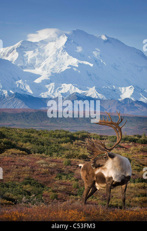 Caribou Stier stehend auf einem Bergkamm mit Mt. McKinley und Denali National Park im Hintergrund, Alaska. KOMPOSIT Stockfoto