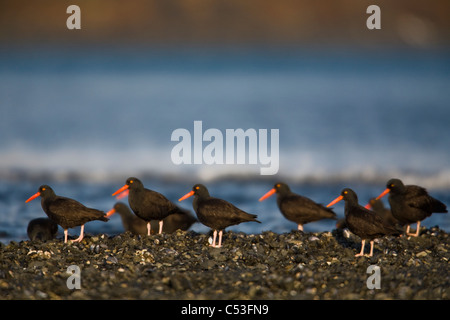 Schwarze Austernfischer Herde stehen am Ufer des Kalsin Bay, Kodiak Island, Südwest-Alaska, Winter Stockfoto