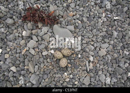 Schwarze Austernfischer Eiern im Nest am Kiesstrand, Prince William Sound, Alaska, Yunan getarnt Stockfoto