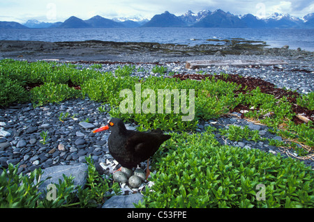 Schwarze Austernfischer auf Nest mit 4 Eiern mit Port Gravina und Chugach Mountains im Hintergrund, Prince William Sound, Alaska Stockfoto