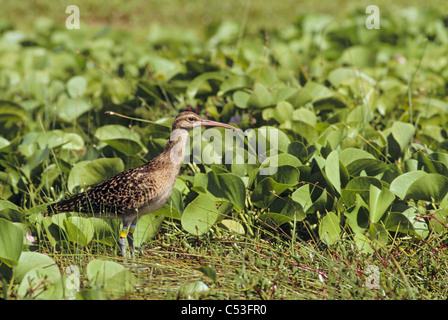 Banded Borsten-thighed Brachvogel in Überwinterung auf Laysan Insel, Northwest Hawaiian Islands National Wildlife Refuge, Hawaii, Sommer Stockfoto