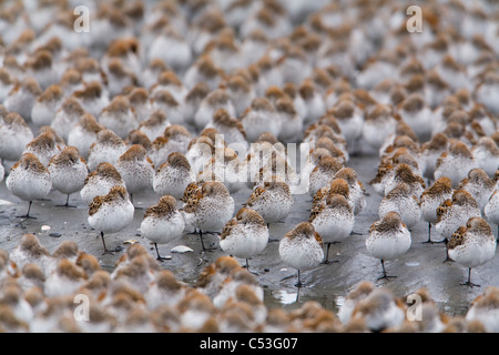 Shorebird Herde (meist westlichen Sandpipers und Alpenstrandläufer) Schlafplatz während Frühjahrszug auf Copper River Delta, Alaska Stockfoto