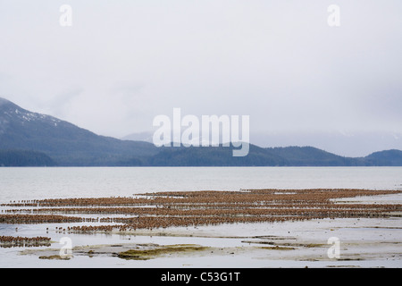 Große Herde von Küstenvögel Schlafplatz am Wattenmeer Hartney Bucht während Frühjahrszug, Copper River Delta, Alaska Stockfoto