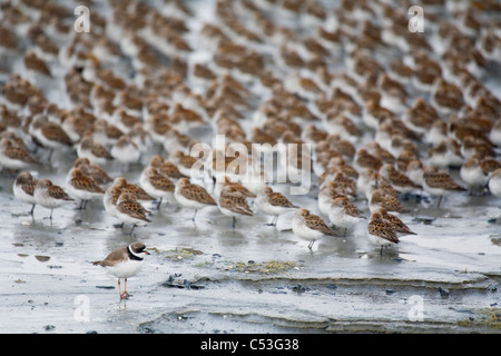 Große Herde Küstenvögel Schlafplatz auf den Watten Hartney Bucht während Frühjahrszug, Copper River Delta, Alaska Stockfoto