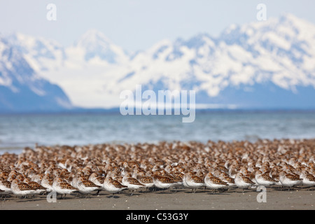 Western Flussuferläufer und Alpenstrandläufer versammelten sich am Wattenmeer Hartney Bay Sheridan Gletscher im Hintergrund, Alaska Stockfoto