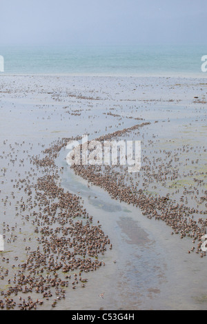 Staging-Herde von meist westlichen Sandpipers Futter Kanten der Priel während Frühjahrszug auf Copper River Delta, Alaska Stockfoto