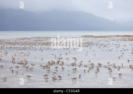 Shorebird Herde zerstreut und ernähren sich von Watten Hartney Bucht während Frühjahrszug, Copper River Delta, Alaska Stockfoto