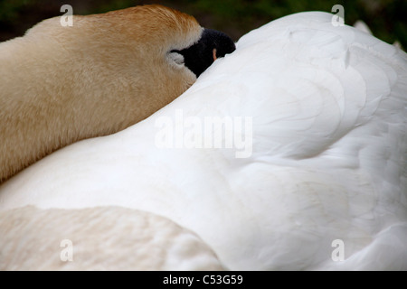 Nahaufnahme der Höckerschwan (Cygnus) schlafen Stockfoto