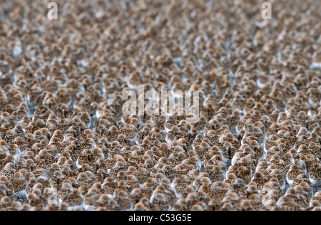 Große Herde von Western Strandläufer auf das Wattenmeer der Copper River Delta, Yunan Alaska, Feder Stockfoto